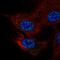 Nuclear factor of activated T-cells, cytoplasmic 4 antibody, HPA076526, Atlas Antibodies, Immunofluorescence image 