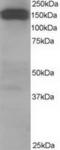 Dynactin Subunit 1 antibody, TA302830, Origene, Western Blot image 
