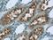 PHD Finger Protein 14 antibody, 24787-1-AP, Proteintech Group, Immunohistochemistry frozen image 