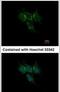 Glutathione S-Transferase Alpha 1 antibody, PA5-21890, Invitrogen Antibodies, Immunofluorescence image 