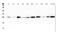 Signal peptidase complex subunit 1 antibody, A12522, Boster Biological Technology, Western Blot image 