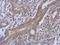 tRNA dimethylallyltransferase, mitochondrial antibody, NBP2-20727, Novus Biologicals, Immunohistochemistry paraffin image 