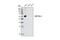 Pim-1 Proto-Oncogene, Serine/Threonine Kinase antibody, 3247P, Cell Signaling Technology, Western Blot image 