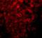 Lysine Demethylase 3B antibody, NBP1-77071, Novus Biologicals, Immunofluorescence image 