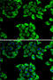 Peptidylprolyl Isomerase D antibody, 22-579, ProSci, Immunofluorescence image 