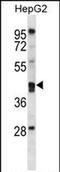 Paraoxonase 2 antibody, PA5-71769, Invitrogen Antibodies, Western Blot image 