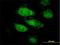 Annexin A9 antibody, H00008416-B01P, Novus Biologicals, Immunofluorescence image 