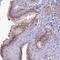Pleckstrin Homology Domain Containing A4 antibody, HPA042978, Atlas Antibodies, Immunohistochemistry frozen image 