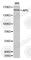 APC Regulator Of WNT Signaling Pathway antibody, A0021, ABclonal Technology, Western Blot image 