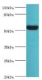 Vitronectin antibody, LS-C377006, Lifespan Biosciences, Western Blot image 