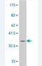 Left-Right Determination Factor 1 antibody, H00010637-M11, Novus Biologicals, Western Blot image 