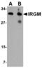 Immunity Related GTPase M antibody, LS-B2732, Lifespan Biosciences, Western Blot image 