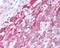 HAP1 antibody, 49-678, ProSci, Immunohistochemistry frozen image 