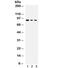 Ataxin 1 antibody, R32138, NSJ Bioreagents, Western Blot image 