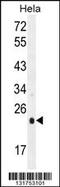 Cytochrome b-c1 complex subunit Rieske, mitochondrial antibody, 55-968, ProSci, Western Blot image 