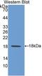 Heat Shock Protein Family H (Hsp110) Member 1 antibody, LS-C300918, Lifespan Biosciences, Western Blot image 