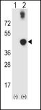 Alcohol Dehydrogenase 5 (Class III), Chi Polypeptide antibody, 63-518, ProSci, Western Blot image 