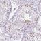 PHD Finger Protein 7 antibody, NBP1-81674, Novus Biologicals, Immunohistochemistry frozen image 