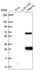 Schwannomin-interacting protein 1 antibody, HPA069824, Atlas Antibodies, Western Blot image 