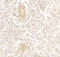 Interleukin 1 Family Member 10 antibody, 7503, ProSci Inc, Immunohistochemistry frozen image 