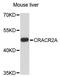 Calcium Release Activated Channel Regulator 2A antibody, LS-C748861, Lifespan Biosciences, Western Blot image 