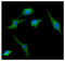 Synaptosome Associated Protein 25 antibody, GTX57559, GeneTex, Immunocytochemistry image 