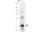 Interleukin 33 antibody, TA319222, Origene, Western Blot image 