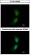 SUFU Negative Regulator Of Hedgehog Signaling antibody, GTX114223, GeneTex, Immunocytochemistry image 