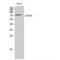 Solute Carrier Family 27 Member 5 antibody, LS-C381890, Lifespan Biosciences, Western Blot image 