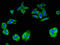 GLCLR antibody, orb400452, Biorbyt, Immunocytochemistry image 