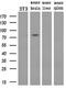 Phosphodiesterase 10A antibody, MA5-24978, Invitrogen Antibodies, Western Blot image 