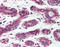 TAO Kinase 1 antibody, TA341014, Origene, Immunohistochemistry paraffin image 