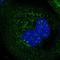 Histidine Triad Nucleotide Binding Protein 3 antibody, NBP1-81981, Novus Biologicals, Immunofluorescence image 