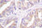 A-Raf Proto-Oncogene, Serine/Threonine Kinase antibody, LS-C176384, Lifespan Biosciences, Immunohistochemistry frozen image 