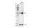 Neuronal Nuclei antibody, 51802S, Cell Signaling Technology, Western Blot image 