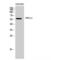 Adhesion G Protein-Coupled Receptor G5 antibody, LS-C383739, Lifespan Biosciences, Western Blot image 