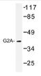 G Protein-Coupled Receptor 132 antibody, AP01208PU-N, Origene, Western Blot image 