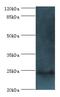 FKBP Prolyl Isomerase 3 antibody, LS-C369639, Lifespan Biosciences, Western Blot image 