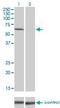 Interleukin 1 Receptor Associated Kinase 1 antibody, H00003654-M02, Novus Biologicals, Western Blot image 