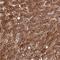 Tonsoku Like, DNA Repair Protein antibody, NBP2-48847, Novus Biologicals, Immunohistochemistry frozen image 