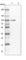 Ring Finger Protein 214 antibody, HPA039332, Atlas Antibodies, Western Blot image 