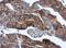 Hypoxanthine Phosphoribosyltransferase 1 antibody, NBP1-33527, Novus Biologicals, Immunohistochemistry frozen image 