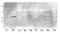 G Protein-Coupled Receptor 12 antibody, orb84395, Biorbyt, Western Blot image 