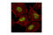 JunB Proto-Oncogene, AP-1 Transcription Factor Subunit antibody, 3746S, Cell Signaling Technology, Immunocytochemistry image 