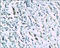 Integrin Subunit Beta 3 antibody, 250732, Abbiotec, Immunohistochemistry paraffin image 
