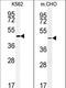 Ectonucleoside Triphosphate Diphosphohydrolase 8 antibody, LS-C167777, Lifespan Biosciences, Western Blot image 