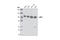 Lysine Demethylase 1A antibody, 4218S, Cell Signaling Technology, Western Blot image 
