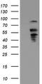 UDP-GlcNAc:BetaGal Beta-1,3-N-Acetylglucosaminyltransferase 2 antibody, TA505270AM, Origene, Western Blot image 