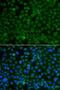 WD Repeat Domain 45 antibody, 23-041, ProSci, Immunofluorescence image 