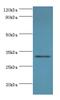 Syntaxin 11 antibody, MBS968862, MyBioSource, Western Blot image 